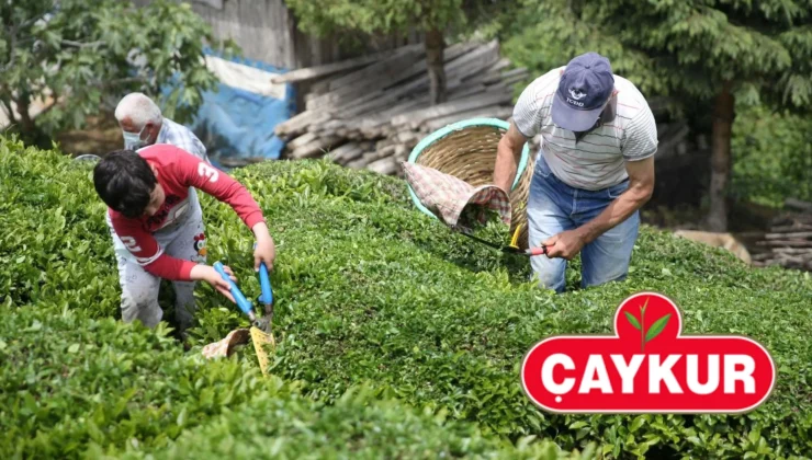 ÇAYKUR, organik çay fark ödemeleri tarihi belli oldu