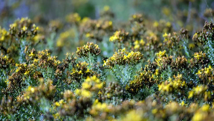 Karabük’te tıbbi aromatik bitki üretim alanı yüzde 74 arttı