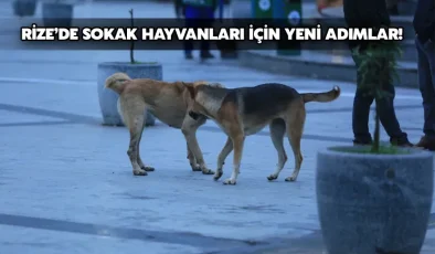 Rize’de sokak hayvanları için yeni adımlar!