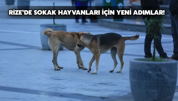 Rize’de sokak hayvanları için yeni adımlar!