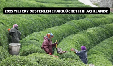 2025 Yılı çay destekleme fark ücretleri açıklandı!