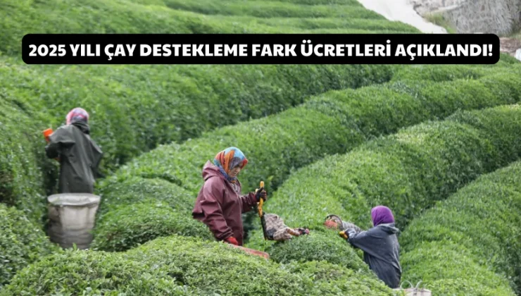 2025 Yılı çay destekleme fark ücretleri açıklandı!