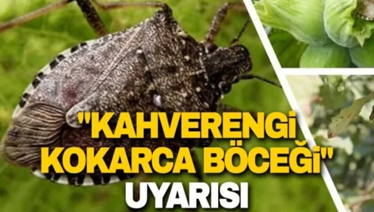 Başkanı Aydemir kahverengi kokarcayla ilgili uyarıda bulundu