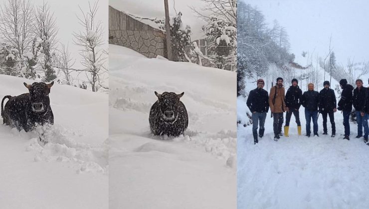 Çamlıhemşin’de Kaybolan Boğa Dağ Evinde Bulundu