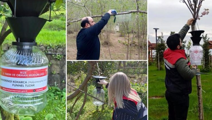 Rize’de Kahverengi Kokarca Alarmı: “Cezbet-Öldür” Yöntemiyle Mücadele Başladı