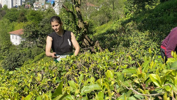 Çay bahçesinden, Dünya Şampiyonası’na