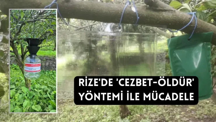 Rize’de zararlı türe karşı ‘cezbet-öldür’ yöntemi