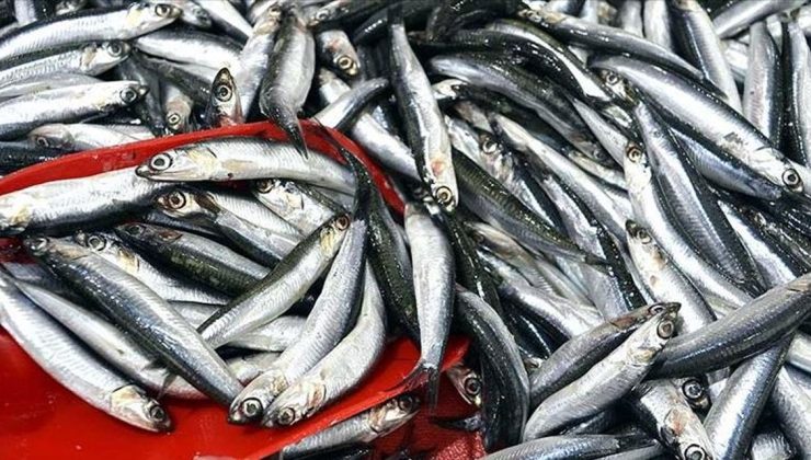 Türkiye’nin 3 aylık hamsi ihracatı 3,1 milyon doları aştı