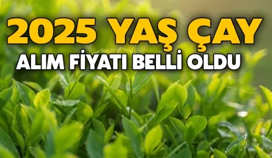2025 Yılı Yaş Çay Alım Fiyatı Açıklandı