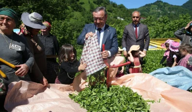 Artvin’de geleneksel çay hasadı etkinliği düzenlendi