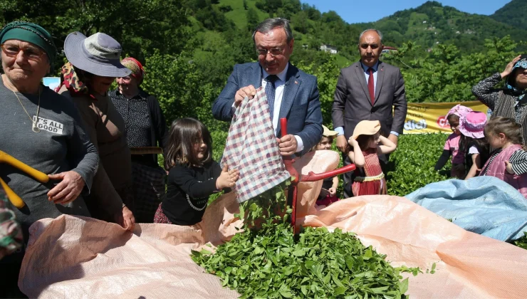 Artvin’de geleneksel çay hasadı etkinliği düzenlendi