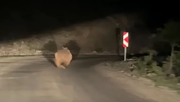 Bolu’da otomobil gören ayı korkup böyle kaçtı