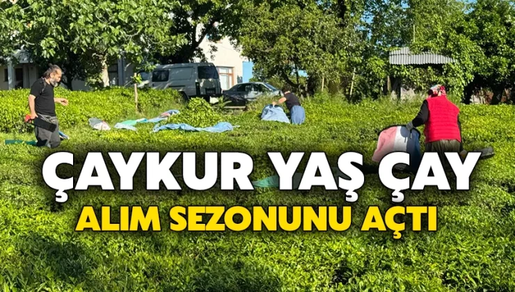ÇAYKUR yaş çay alım sezonunu açtı