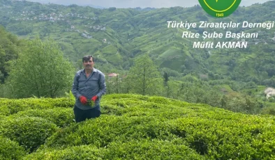 Çay, bölgenin ve ülkenin ekonomisinde önemli bir yere sahip