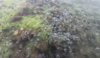 Karadeniz’de denizanası varlığı artıyor