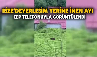 Rize’de Yerleşim Yerine İnen Ayı Cep Telefonuyla Görüntülendi
