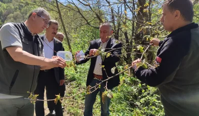Samsun’da kestane zararlısı ile mücadele için doğaya faydalı böcek salındı