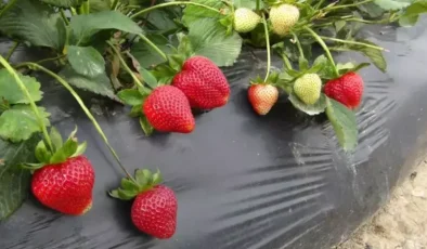 Tescilli Silifke çileğinde hasat sürüyor