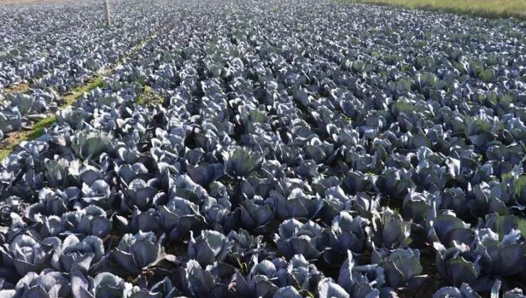 Türkiye’nin lahanası, Samsun’da yetişiyor