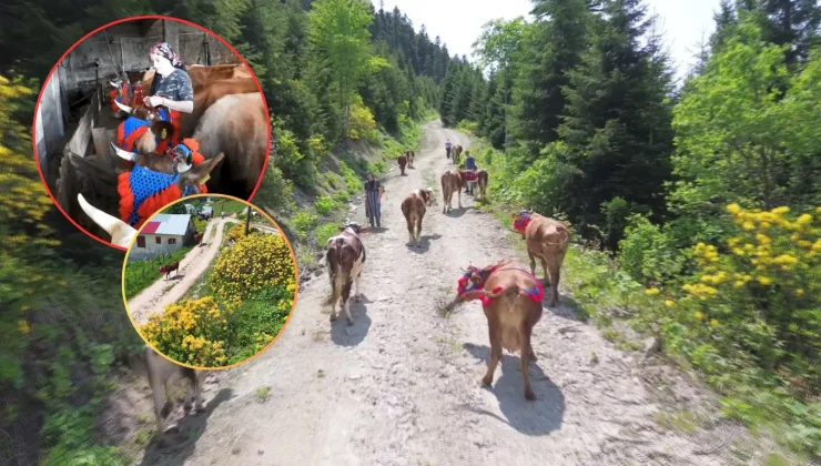 Karadeniz’de türkülü manili renkli yayla göçü