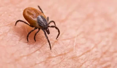 Pikniğe çıkarken kene riskine karşı açık renkli kıyafetler giyin