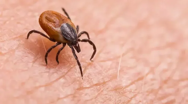 Pikniğe çıkarken kene riskine karşı açık renkli kıyafetler giyin