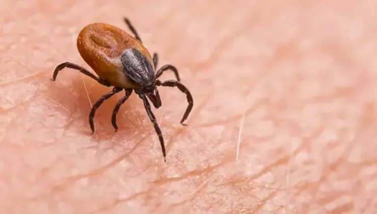 Pikniğe çıkarken kene riskine karşı açık renkli kıyafetler giyin