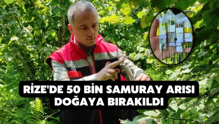 Rize’de 50 bin samuray arısı doğaya bırakıldı