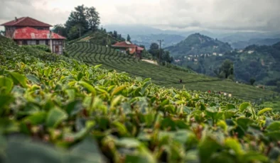 Rize’de Çay Hasadı Coşkusu Başladı: Geleneksel Emeğe Teknolojik Destek