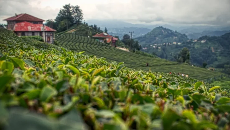 Rize’de Çay Hasadı Coşkusu Başladı: Geleneksel Emeğe Teknolojik Destek