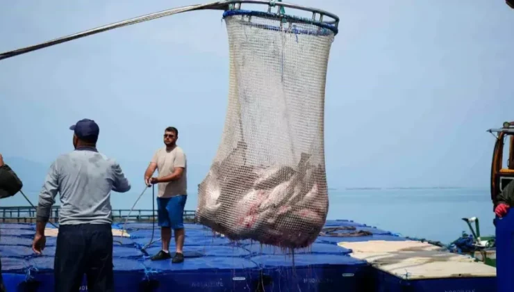 Samsun’da geçen yıl 7 bin 350 ton Türk somonu, 1770 ton levrek üretimi yapıldı