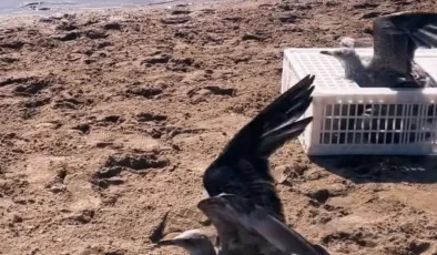 Sinop’ta tedavileri tamamlanan martılar doğaya salındı