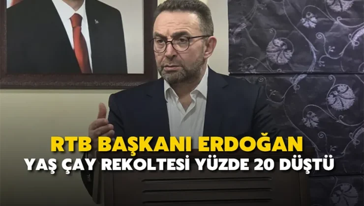 Yaş çay rekoltesi yüzde 20 düştü