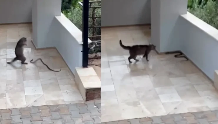 Yılana kafa tutan kedi