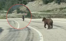 Yola inen ayı kamerada