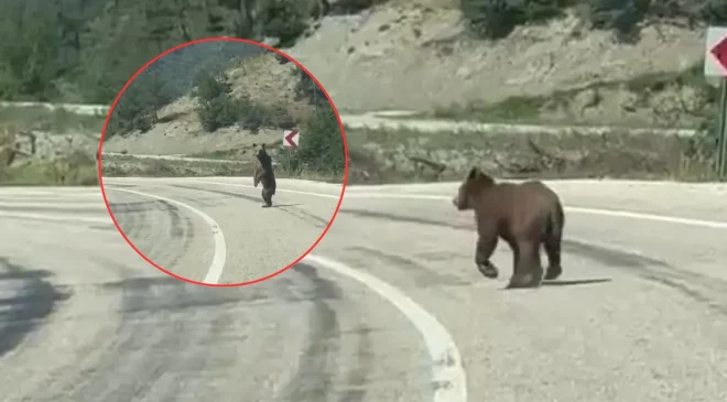 Yola inen ayı kamerada