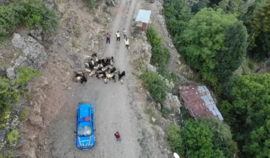 Artvin’de kaybolan keçileri jandarma ekipleri buldu