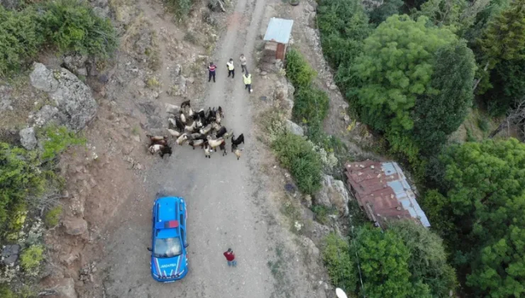 Artvin’de kaybolan keçileri jandarma ekipleri buldu