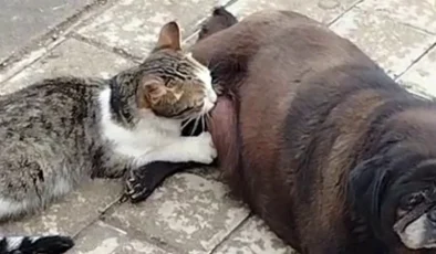 Görenler inanamadı, köpek kediyi sokak ortasında emzirdi