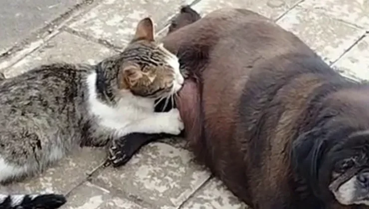 Görenler inanamadı, köpek kediyi sokak ortasında emzirdi