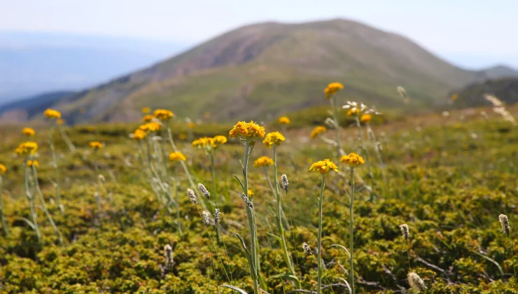 Ilgaz Dağı’nın zirvesinde açan çiçeklerle bahar yeni yaşanıyor
