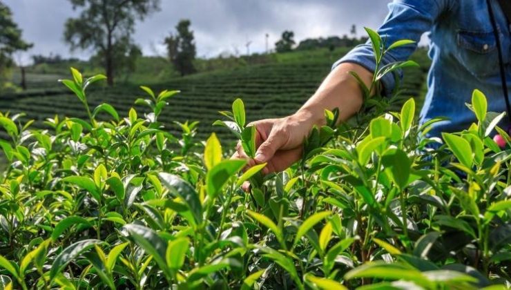 Rize’de Mazot ve Gübre Desteği Listeleri Askıya Çıkarıldı