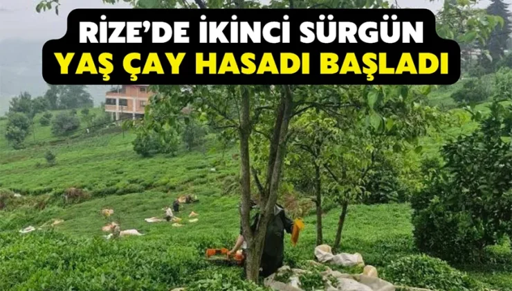 Rize’de ikinci sürgün yaş çay hasadı başladı