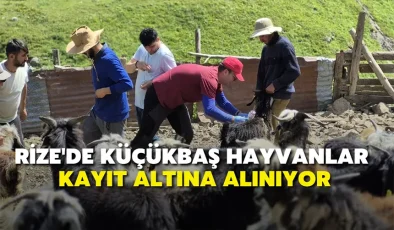 Rize’de küçükbaş hayvanlar kayıt altına alınıyor