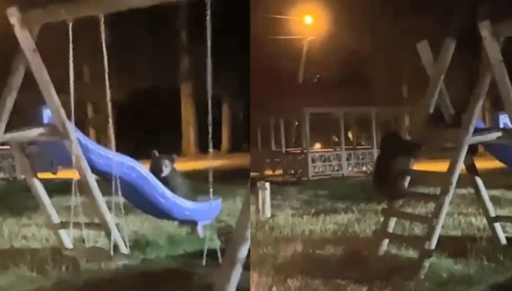 Artvin’de yavru ayıların kaydırak merakı