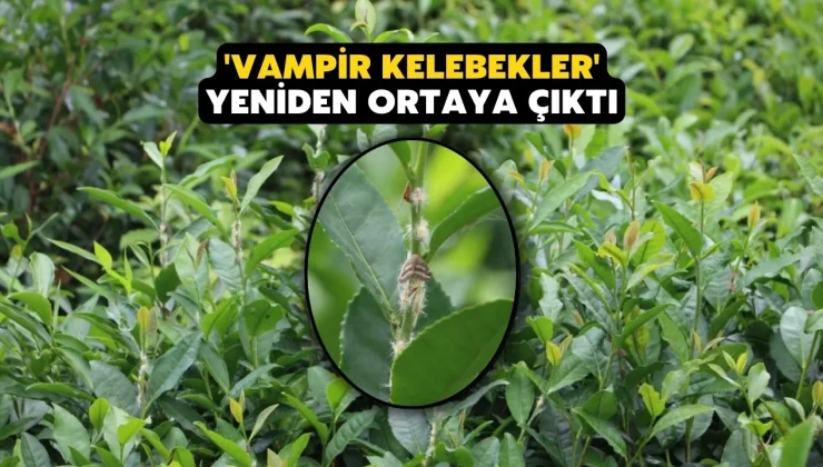 Doğu Karadeniz’in korkulu rüyası ’Vampir kelebekler’ yeniden ortaya çıktı
