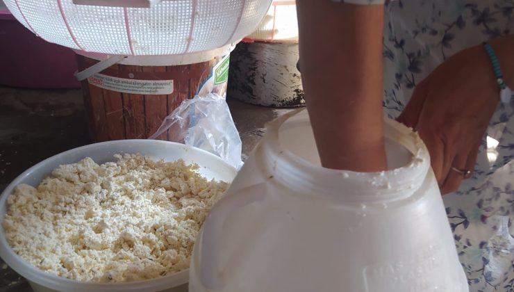 Kuma gömülerek olgunlaştırılan küp peyniri, asırlık lezzetini koruyor